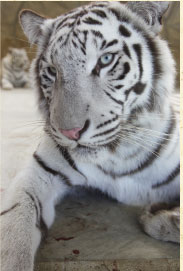 Walking Avenue(White tiger)