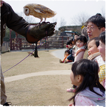 Raptor Show