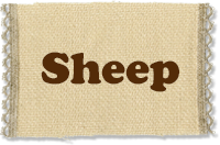 Sheep