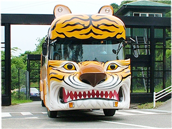 Safari Bus