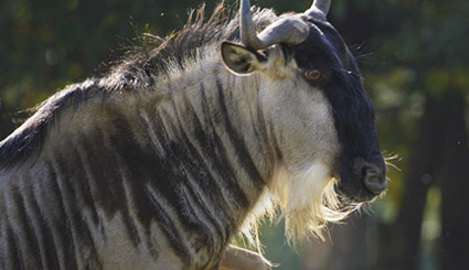 Encounters with a Herd of Gnus