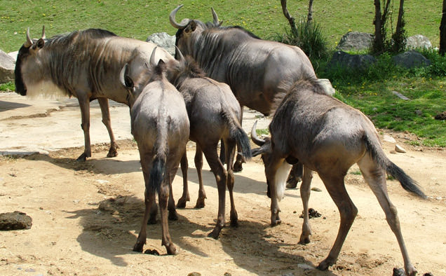 Encounters with a Herd of Gnus