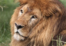 Safari Report