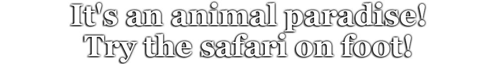 It's an animal paradise!
Try the safari on foot!
