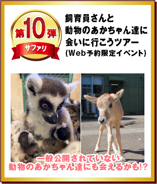 第10弾 飼育員さんと動物のあかちゃん達にに会いに行こうツアー（Web予約限定イベント）