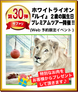 第30弾 ホワイトライオン「ルイ」２歳のお誕生日プレミアムツアー開催！！