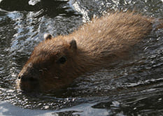 カピバラ動物観察