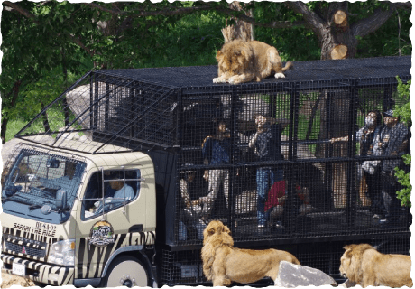 SAFARI THE RIDE サファリ・ザ・ライド｜サファリリゾート姫路