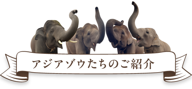 アジアゾウたちのご紹介