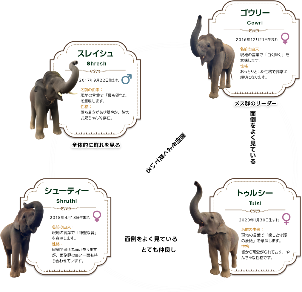 アジアゾウたちのご紹介