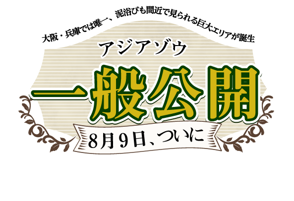 アジアゾウ一般公開　8月9日