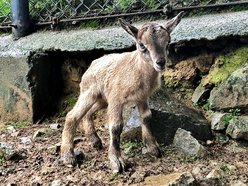 アダックス赤ちゃん