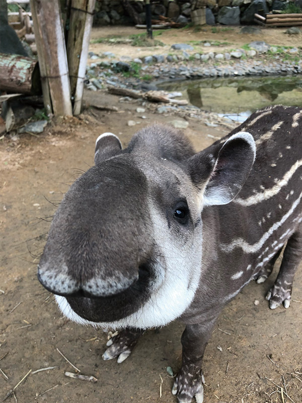 バクの赤ちゃん２