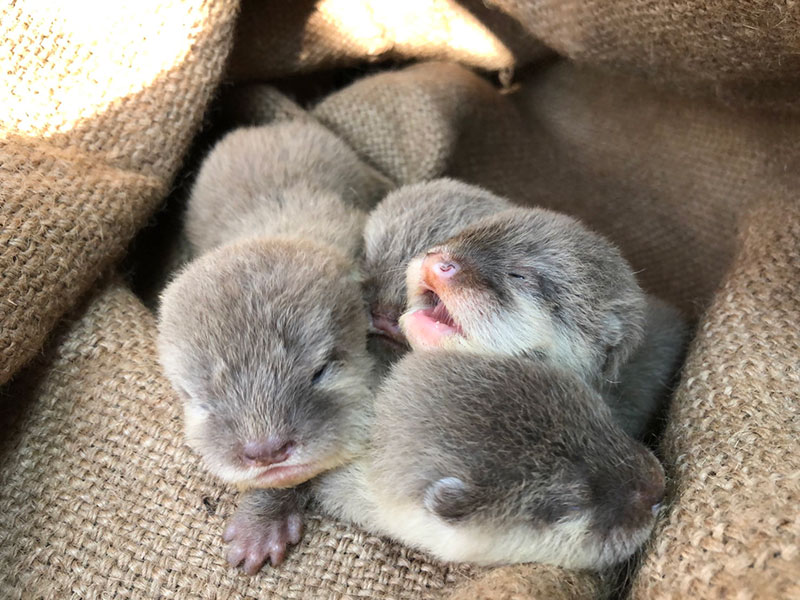 カワウソ赤ちゃん