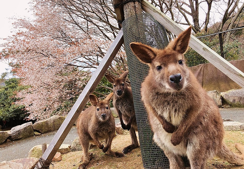 カンガルー3匹