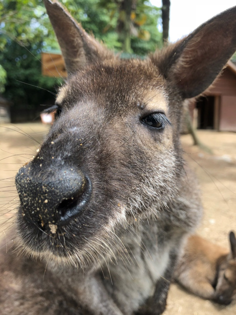 カンガルーアップ