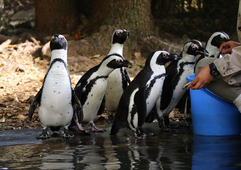 ペンギンたち