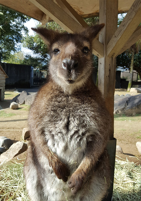 カンガルー笑う