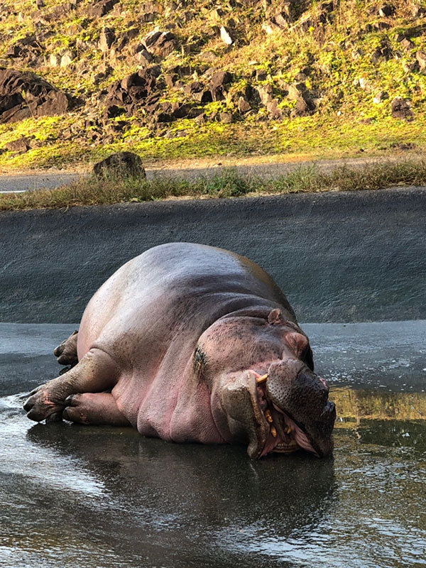 カバのお昼寝