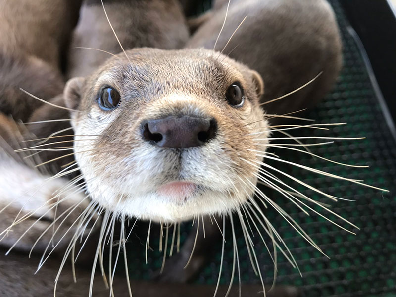 カワウソアップ