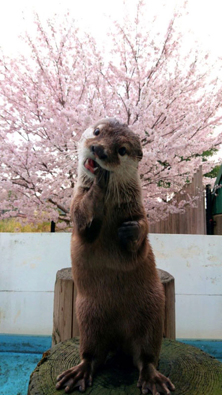 カワウソ桜