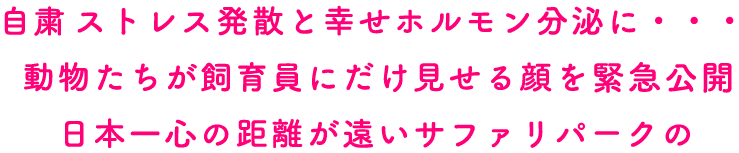 ストレス発散と幸せホルモン分泌に・・・動物たちが飼育員にだけ見せる顔を特別公開日本一心の距離が遠いサファリパークの日本一癒されるデジタルサファリパーク