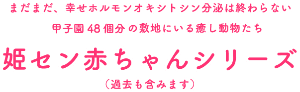 姫セン赤ちゃんシリーズ