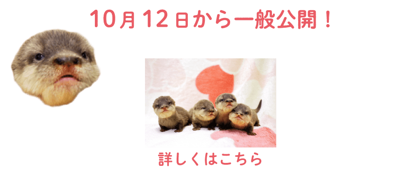 10月12日から一般公開！詳しくはこちら