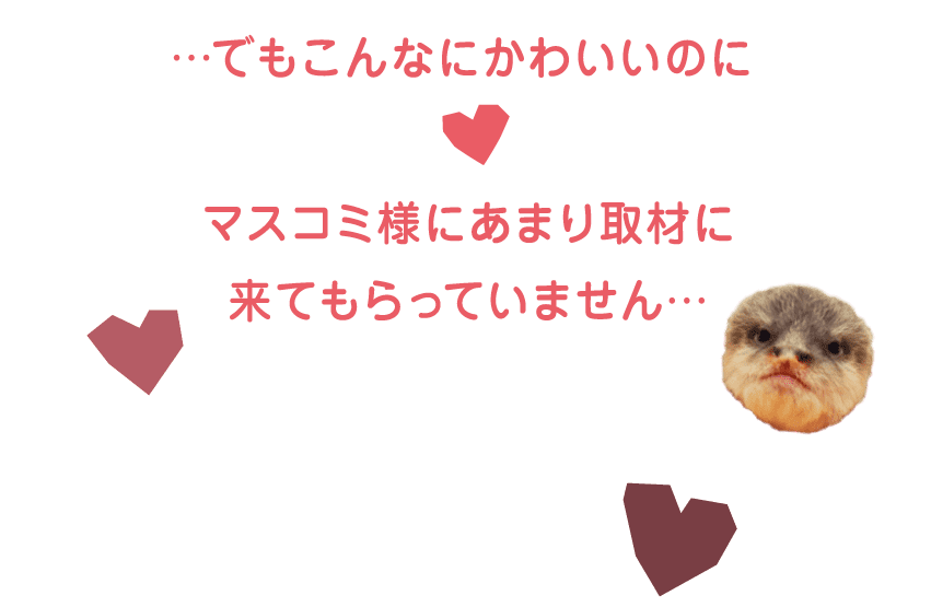 でもこんなにかわいいのに　マスコミ様にあまり取材に来てもらっていません