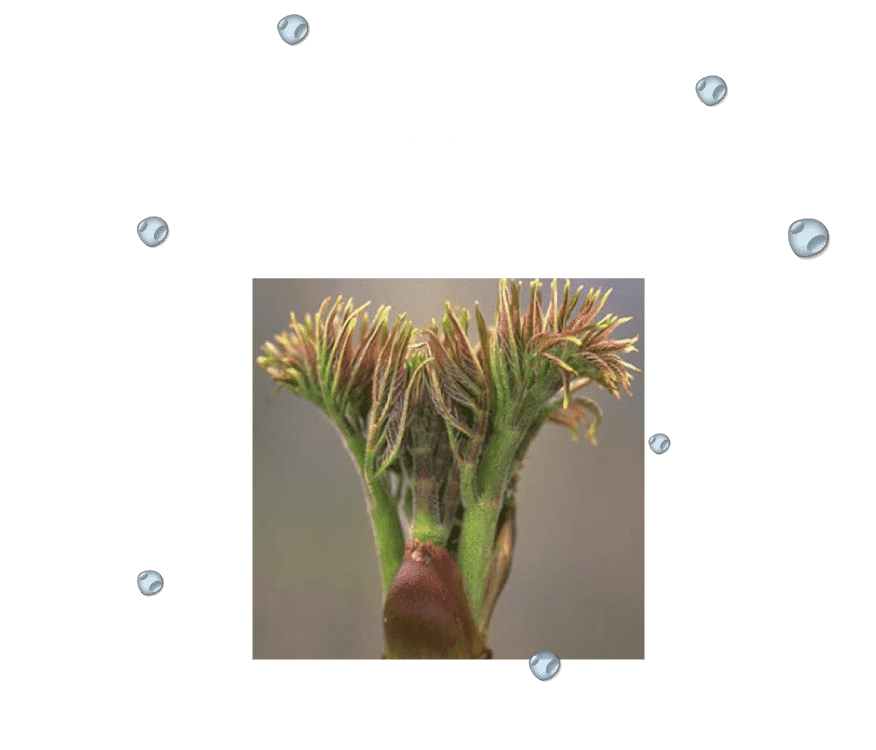 それではここで、西日本最大級の植物をごらんください。（自社調べ）タラのキ