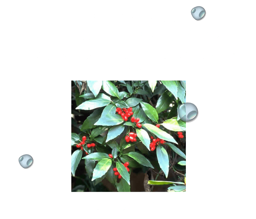 それではここで、姫センのナイトプールと同じ認知率の植物をごらんください。（自社調べ）アオキ