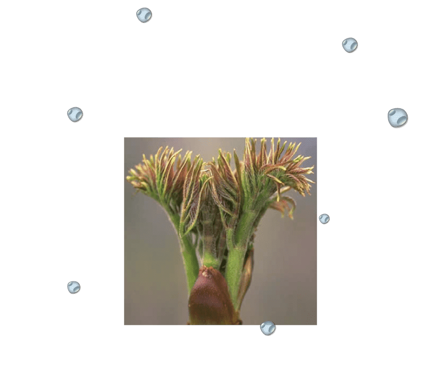 それではここで、西日本最大級の植物をごらんください。（自社調べ）タラのキ