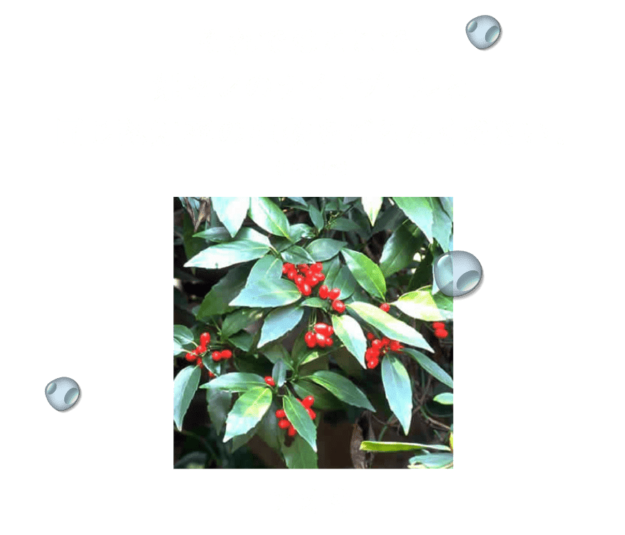 それではここで、姫センのナイトプールと同じ認知率の植物をごらんください。（自社調べ）アオキ