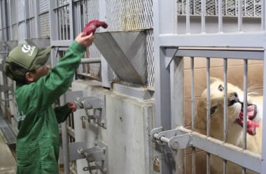 ライオンの飼育員さんになってみよう！