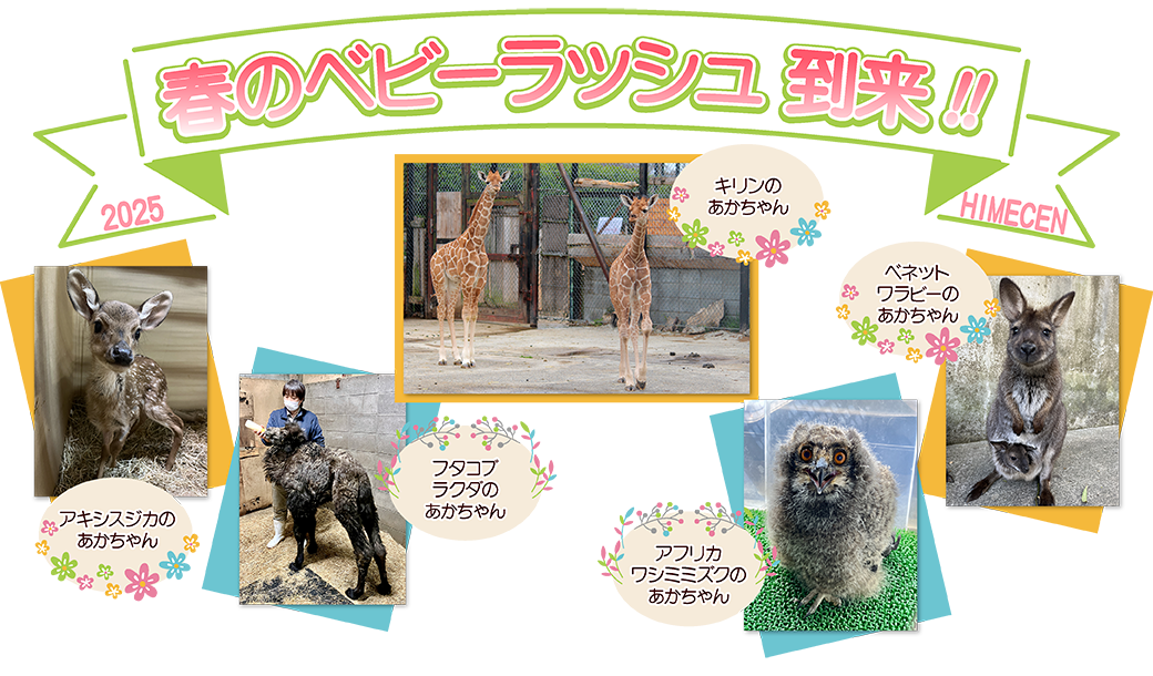 春のベビーラッシュ