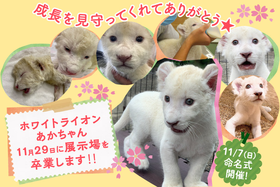 姫路セントラルパーク 奇跡の誕生 あかちゃん一般展示終了します