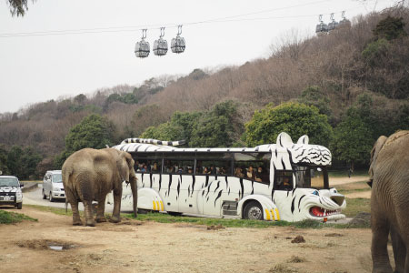 드라이브스루 사파리