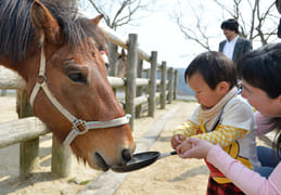 ウマのえさやり