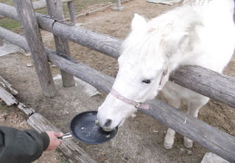 ウマのえさやり