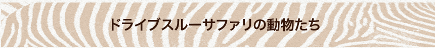 ドライブスルーサファリの動物たち