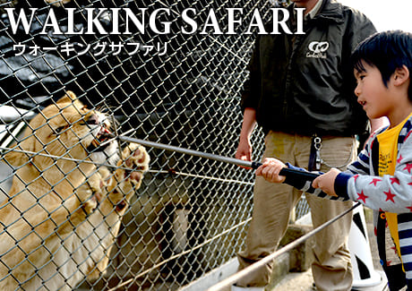 WALKING SAFARI ウォーキングサファリ