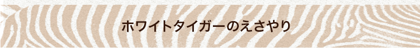 ホワイトタイガーのえさやり