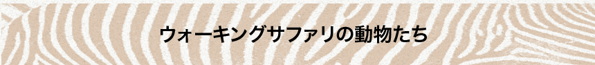 ドライブスルーサファリの動物たち