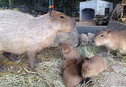 カピバラ動物観察