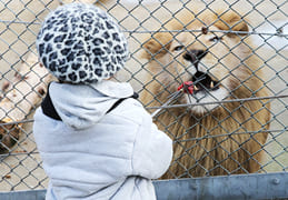 ホワイトライオンのえさやり