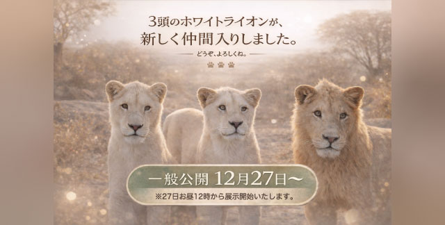 3頭のホワイトライオンが並んで立ち、新しい仲間入りを知らせる告知ビジュアル