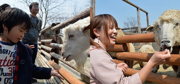 （左）ヤギのえさやり（右）ヒツジのえさやり