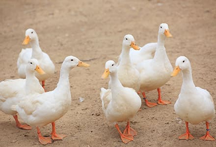 水鳥のえさやり