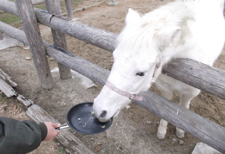 ウマのえさやり