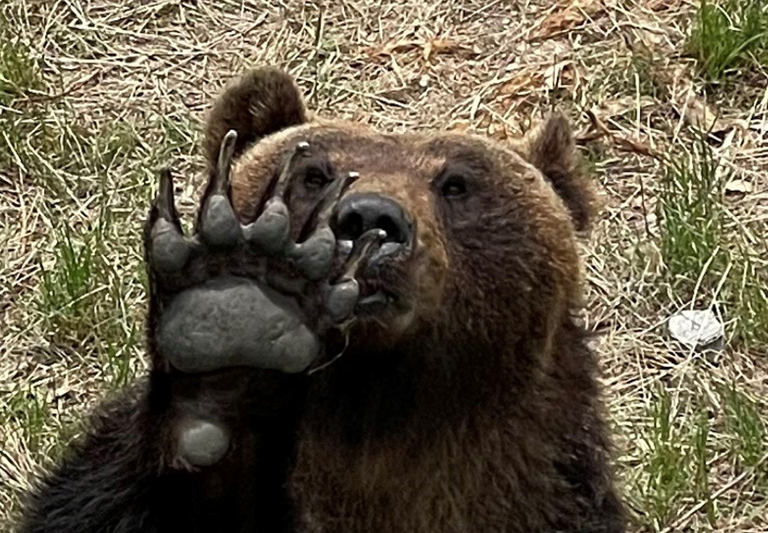 エゾグマのえさやり